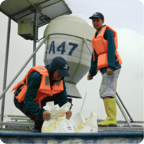 Alimentación Automática