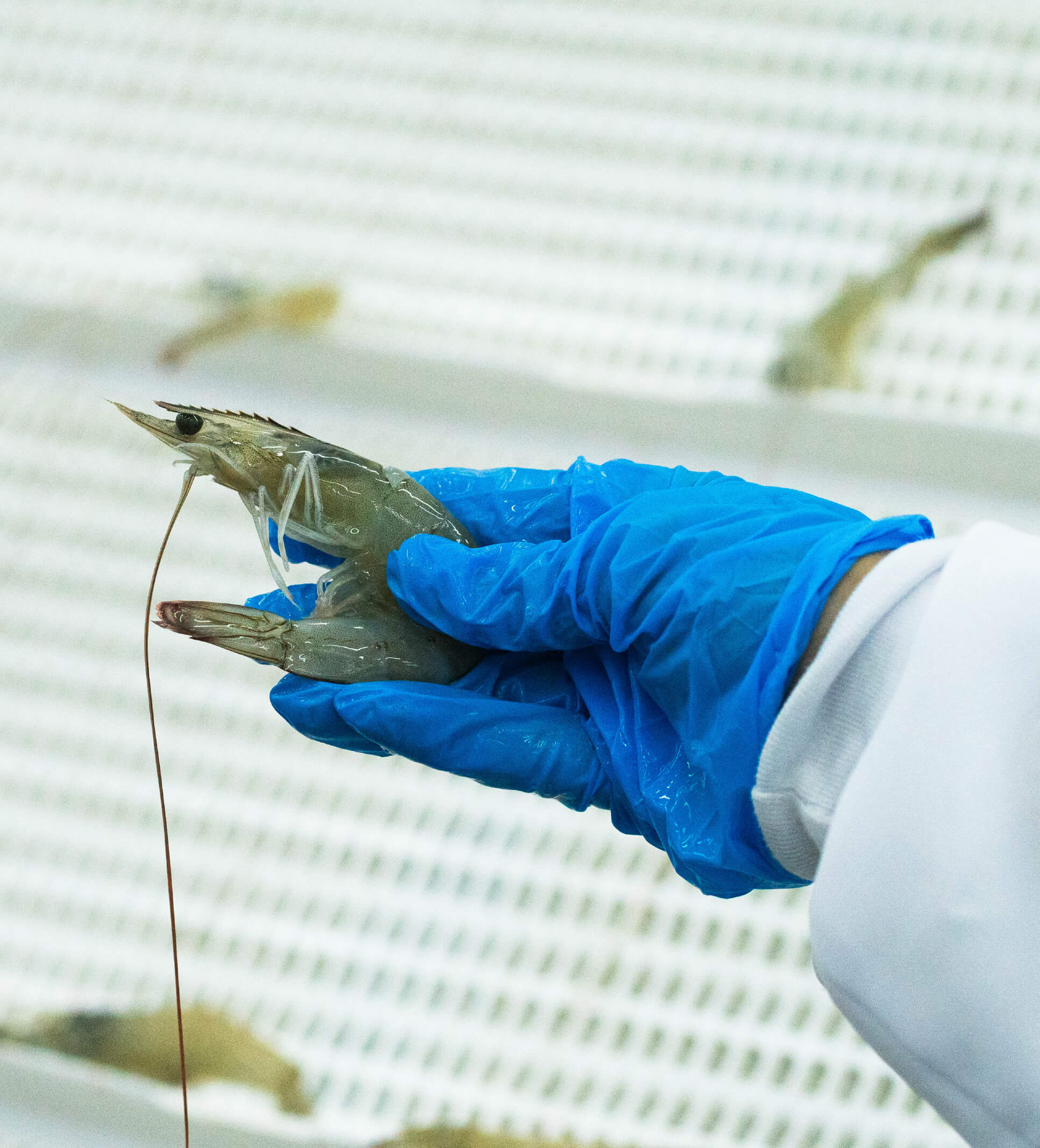 Camarón Pelado – PD