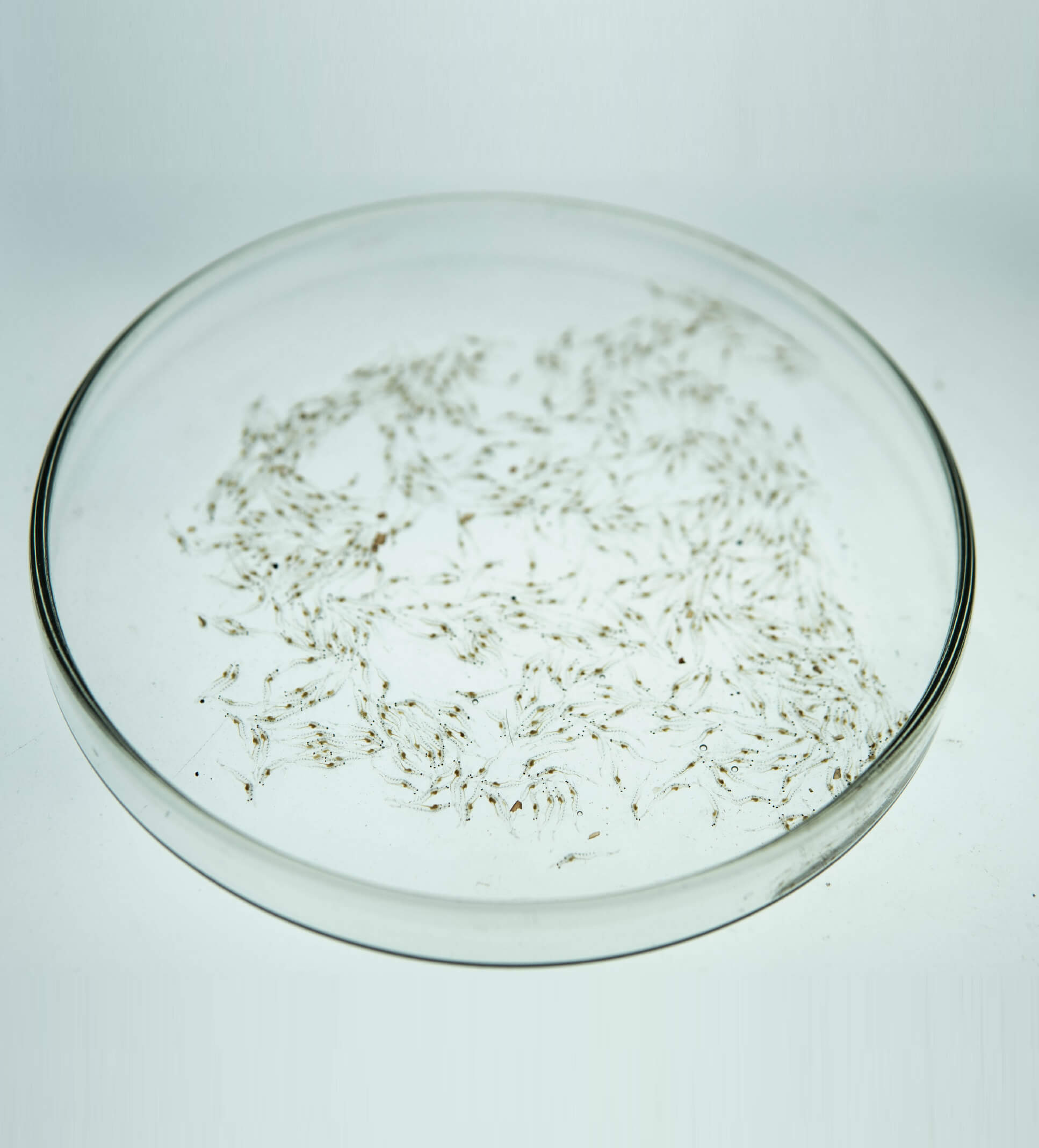 Camarón Cola – HLSO